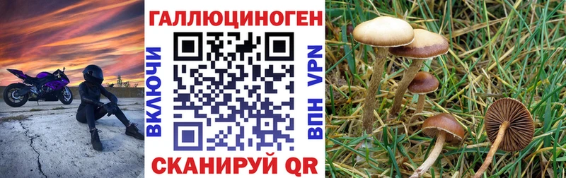 Купить закладки Дагестанские Огни Псилоцибиновые грибы GOLDEN TEACHER